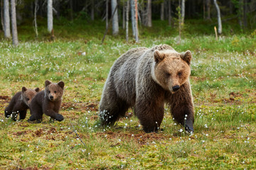 Wall Mural - mother brown bear and her cubs