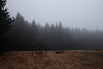 Prairie et forêt dans le brouillard