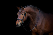 Bay Stallion Portrait On Black Background