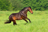 Fototapeta Sypialnia - Bay horse run fast on spring field