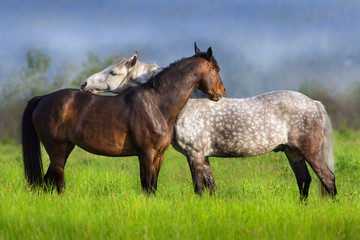 Couple of horse portrait in green spring pasture. Horse communication