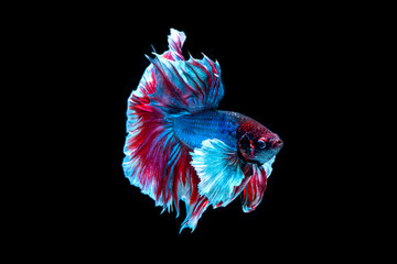 Wall Mural - Siamese fighting fish isolated on black background,Halfmoon betta.