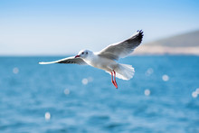 White Seagulls Flying Over Sea.