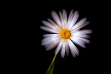 Daisy Pink Black Background Zoom
