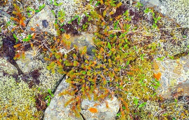  Moos, Flechten und andere Tundra-Vegetation, Steine, im Frühjahr am Ufer des Lagarfjót, Ostisland/ Ostfjorde, Island/ Iceland, Europa 
