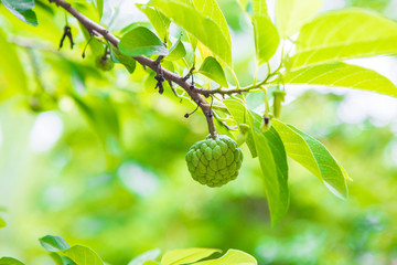 Wall Mural - custard apple tree