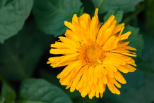 Close Up Of A Yellow Wild Flower