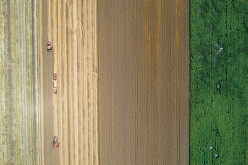 Wall Mural - Combine harvesters working in golden wheat field