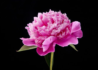 Sticker - Peony flowers on a black background