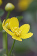Blüte der Sumpfdotterblume (Caltha palustris)