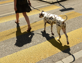 Wall Mural -  Woman with dog on zebra crossing