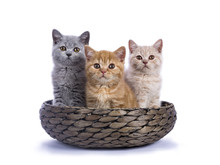 Three British Shorthair Kittens Sitting In Basket Isolated On White Background / Facing Camera