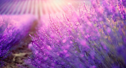 Sticker - Lavender field in Provence, France. Blooming violet fragrant lavender flowers