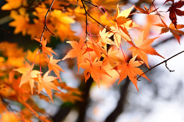 Wall Mural - Japanese red maple leaf in autumn