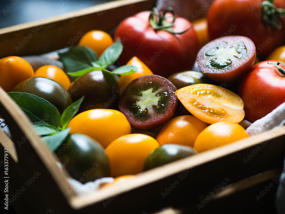 Colorful tomatoes of different sizes and kinds and green twigs of basil ...