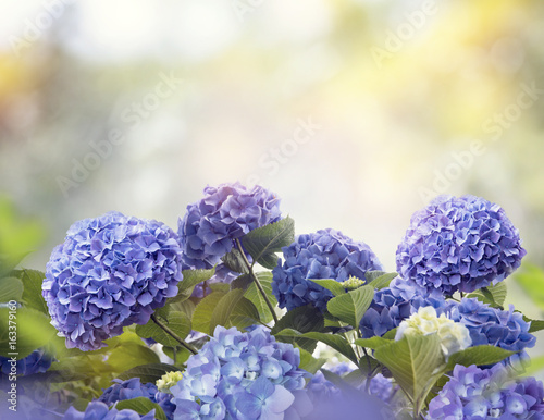 blue hydrangea flowers