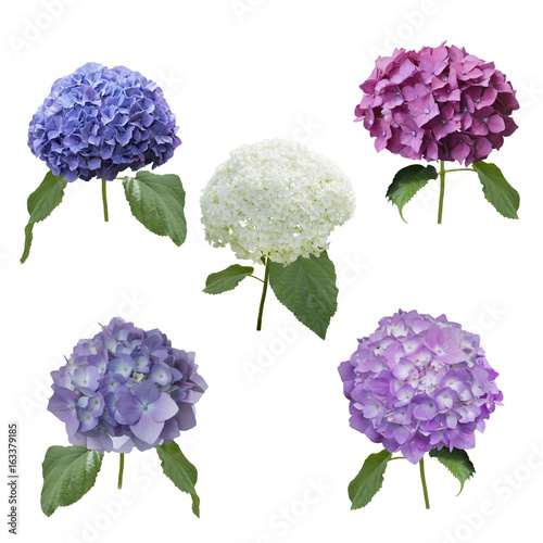 hydrangea flowers set