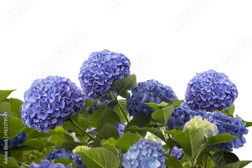 blue hydrangea flowers