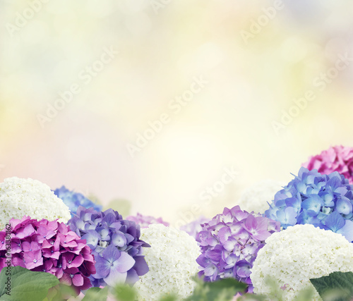 colorful hydrangea flowers