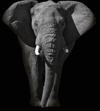Huge African Elephant Portrait