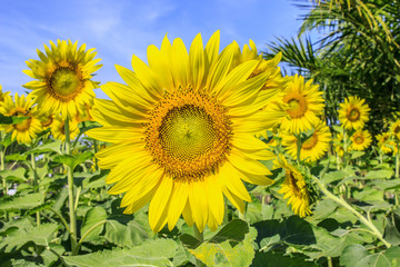 Beautiful sunflowers