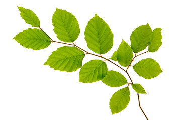 green leaves isolated on white background.