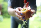 Fototapeta  - Ekologiczne owoce prosto z drzewa. Kobieta myje jabłko pod bieżącą wodą.