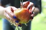 Fototapeta  - Jabłko prosto z sadu. Kobieta myje jabłko pod bieżącą wodą.