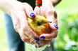 Soczyste ekologiczne jabłko.  Kobieta myje jabłko pod bieżącą wodą.
