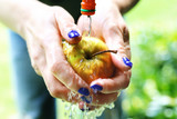 Fototapeta  - Soczyste ekologiczne jabłko.  Kobieta myje jabłko pod bieżącą wodą.