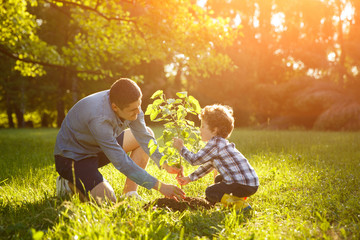 Father and son setting plant