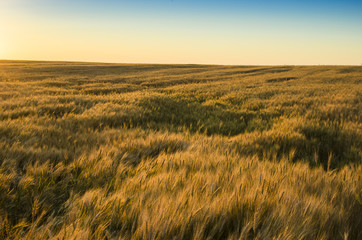 Ears of wheat in the field. backdrop of ripening ears of yellow wheat field on the sunset cloudy orange sky background. 