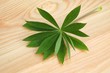 Green leaves of lupine on a wooden table