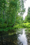 Fototapeta Krajobraz - A quiet backwater with large birch trees on the shore.