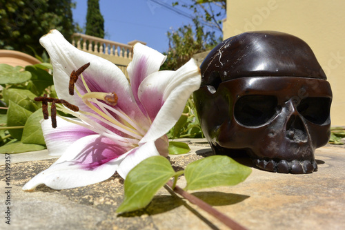 Fotografie, Obraz La vida y la muerte.. La flor y Craneo... Bella y la Bestia