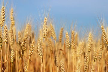 Spikes of golden ripe wheat on a blue sky background. Golden winter wheat field in sunlight closeup, shallow depth of field. Agriculture, agronomy and farming background. Harvest concept.