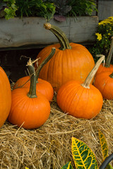 harvest pumpkins, bright orange with long green stems displayed on a bale of hay - vertical orientat