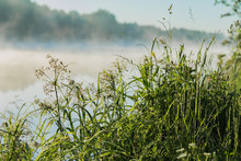 Coastal Wild Grass, Quiet Early Morning On The Lake, Dawn. Sunbeams Through Fog. Concept Of Seasons, Environment, Natural Beauty, Summer Hobbies, Leisure, Vacation
