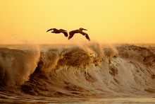 Brown Pelicans Soaring Along The Edge Of Big Wave