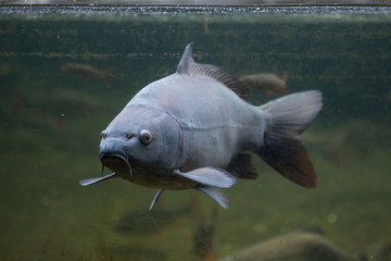 Wall Mural - Mirror carp (Cyprinus carpio carpio)