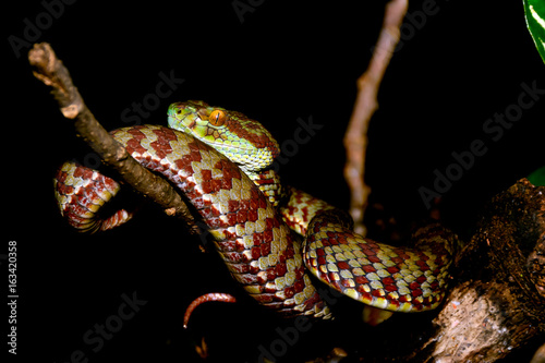 Trimeresurus venustus, previously Cryptelytrops venustus – (Brown-spotted Green Tableau sur Toile