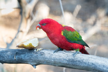 Red Lory Parrot Eating Fruit