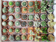 Succulent plants and Cactus plants in pots,View from the top
