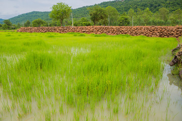 Wall Mural - Cornfieldin ,thailand