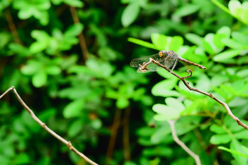 Wall Mural - dragonfly