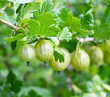Einheimisches Obst, Reife Stachelbeeren am Strauch im Garten (Ribes uva-crispa), selber ernten, Selbstversorger, regional und saisonal Beerenobst im Garten anbauen