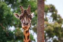 Giraffe In Melbourne Zoo