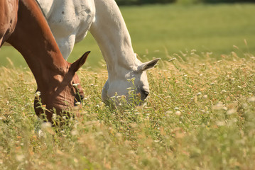  Horses feeding free on a field in summer