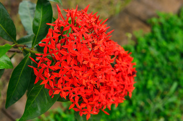 Wall Mural - red Ixora flower