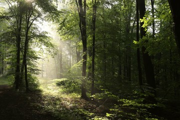 Wall Mural - Beech forest after rainfall on a foggy morning